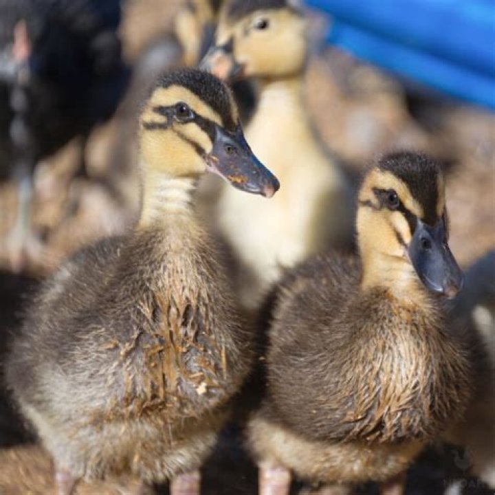 Discover Unique Names For Your Delightful Ducklings