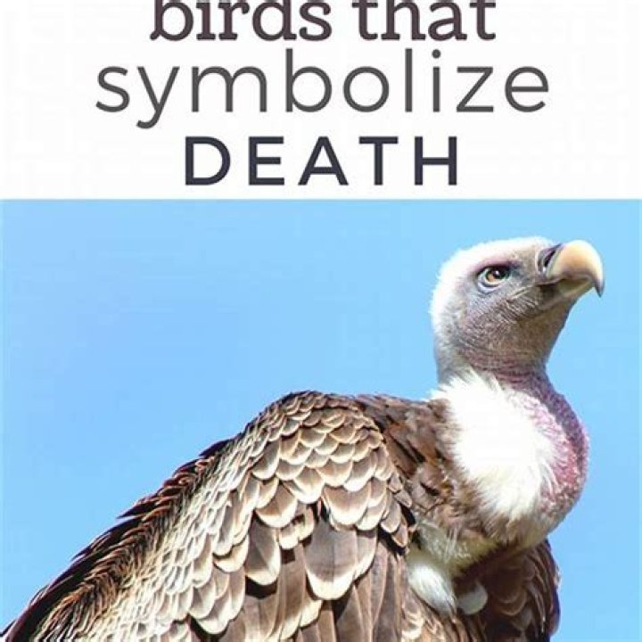 Whispers Of The Afterlife: The Bird That Symbolizes Death